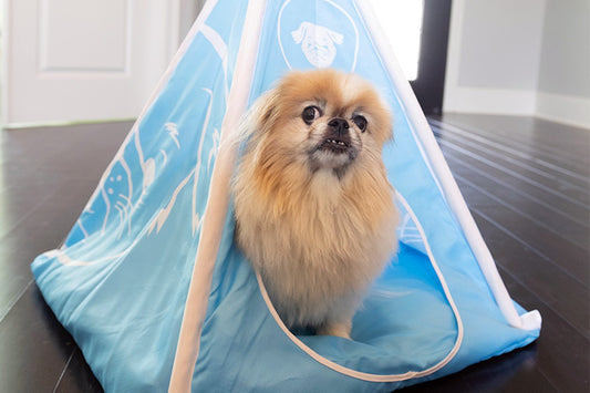 How Pet Product Sellers Help Pandemic Pets Feel At Home Post-Adoption