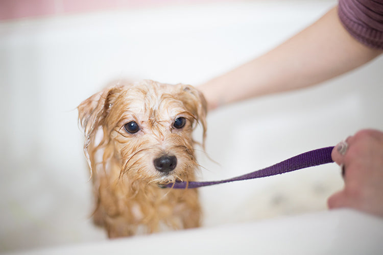 5 Ways to Help Your Scared Pup Enjoy Bath Time