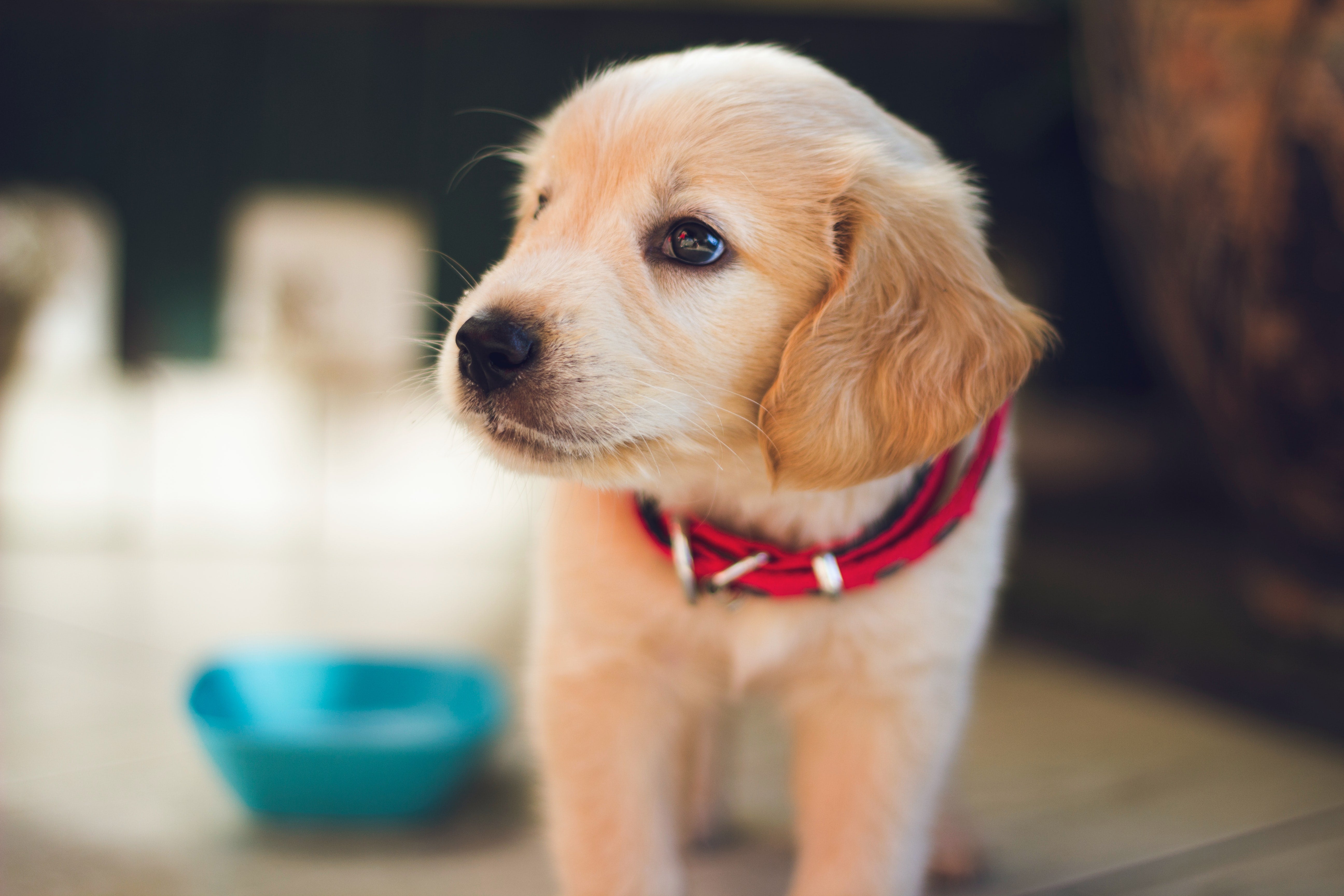 4 Essential Tips for Raising a Happy and Healthy Pup