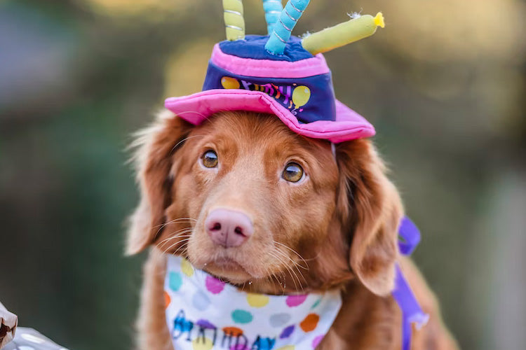 5 Party Ideas to Make Your Dog’s Birthday Extra Special