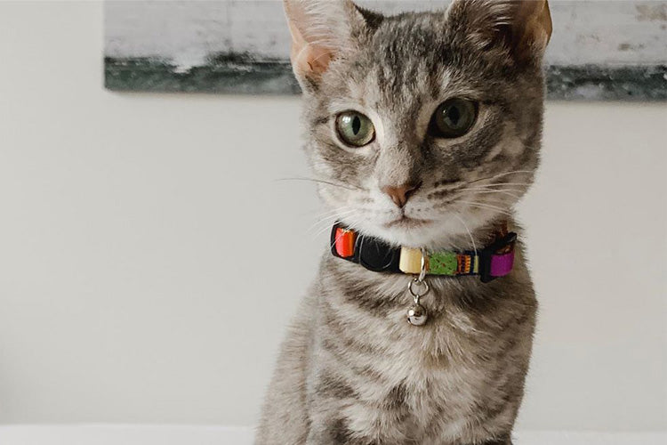 Do You Need a Collar for Your Cat?
