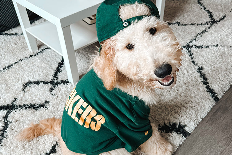 5 Pet-Friendly Tips When Hosting a Sports Viewing Party
