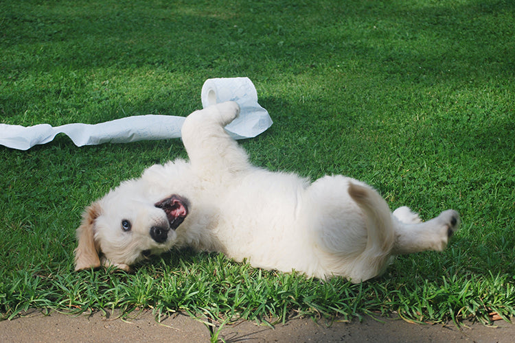 5 Reasons Why Your Pup Delays Pooping