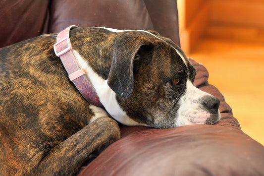 Is Your Dog Scared Of The Vacuum Cleaner?