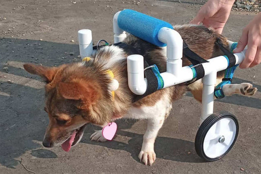 Minnesota Teen Donates Handmade Wheelchairs To Special Needs Pets