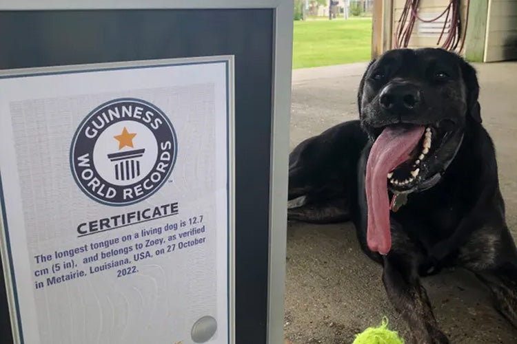 Louisiana Dog Recognized for Having the World’s Longest Dog Tongue