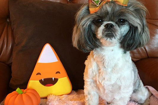 7 Ways to Keep Your Dogs Safe This Halloween