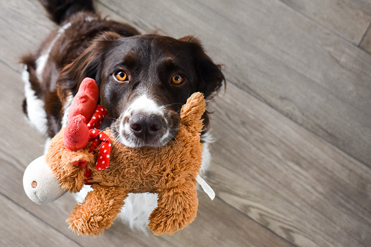 Fetch Frenzy: Toys That Drive Your Pet Wild