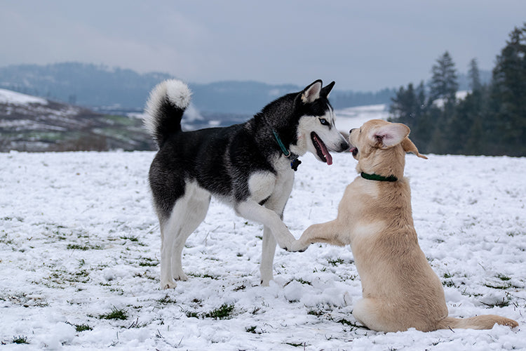 Why Does Your Dog Lunge At Other Dogs While Walking?