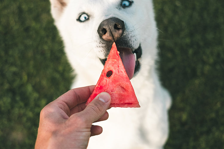 Everything You Need to Know About Feeding Your Dog