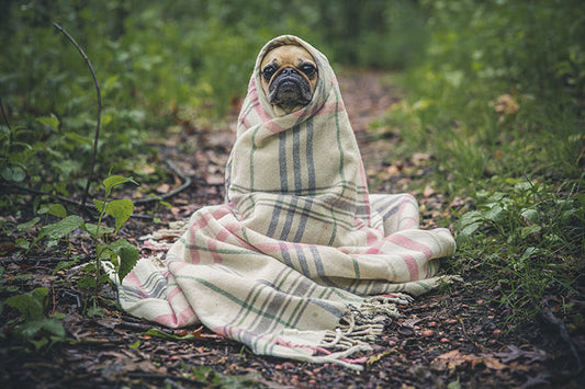5 Housewarming Gift Ideas for Pet Parents