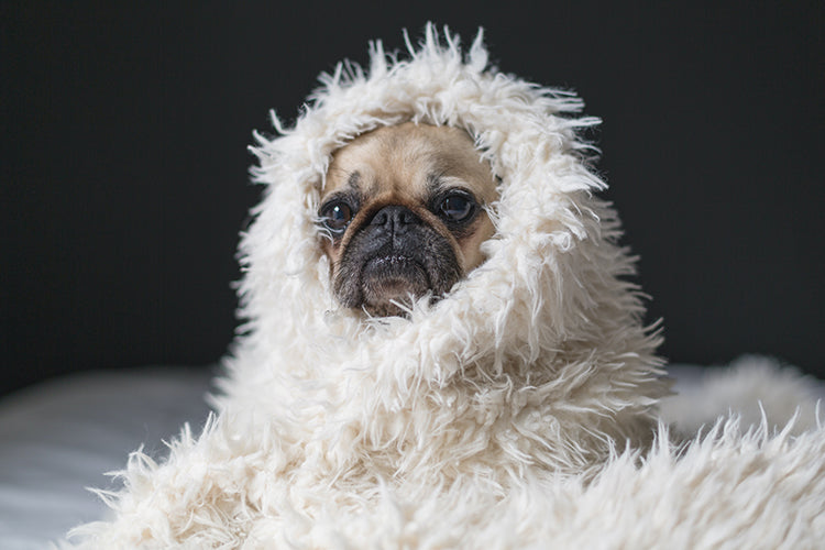 4 Pet Fashion Tips to Keep Your Dog Warm and Stylish During Cold Weather