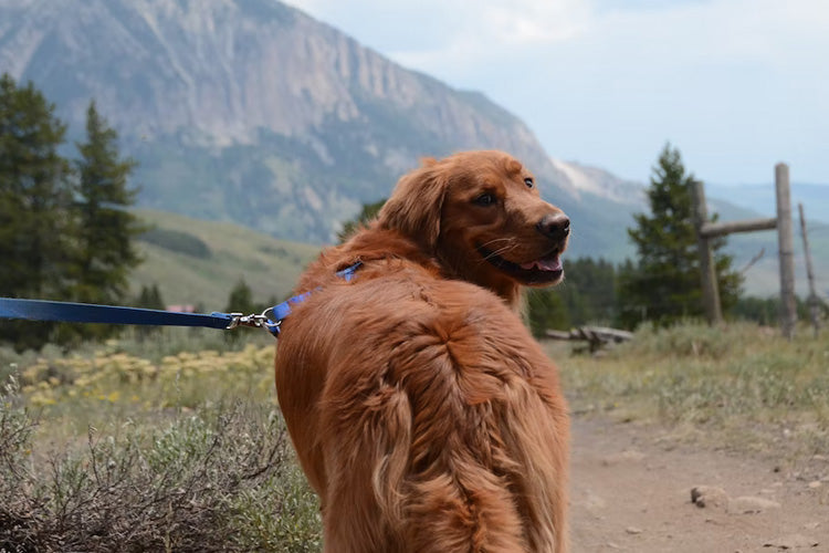 Why Spending Time Outdoors Is Good for Your Dog