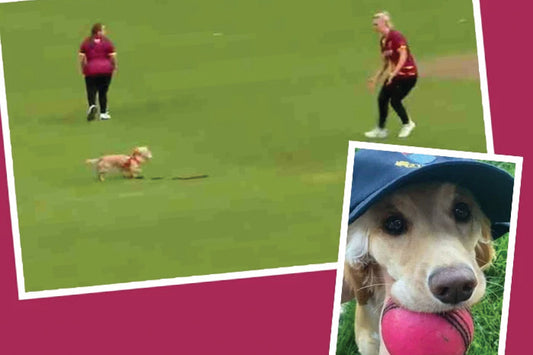 Dog Chases Lose Ball During A Cricket Game