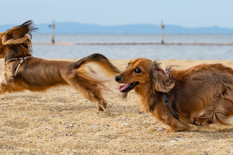5 Tips for Managing Hyperactive Dogs