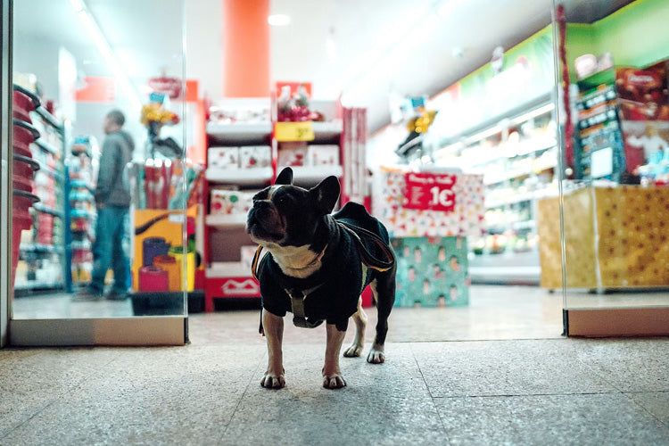 Shopping With Your Dog? 5 Things to Consider