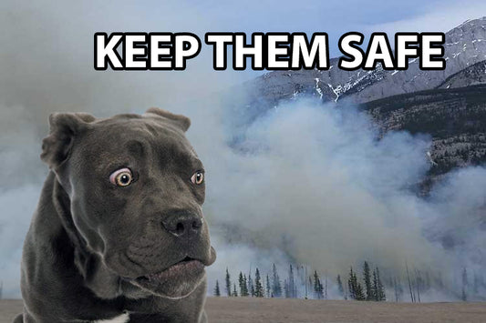 How to Keep Dogs Safe from Wildfire Smoke