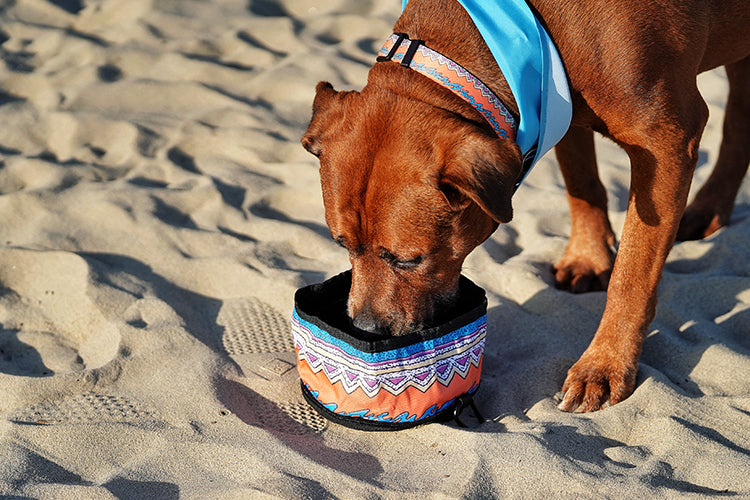 6 Ways to Enjoy Summertime with Your Dog