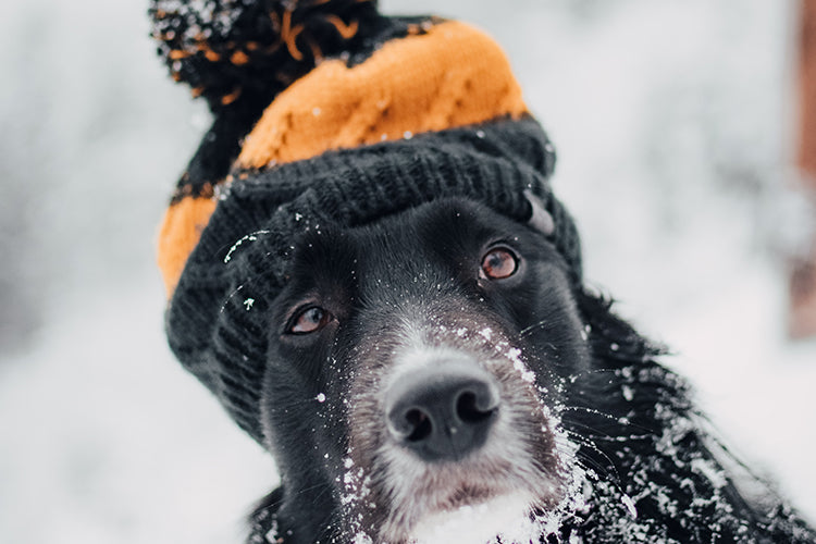 6 Telltale Signs That Your Dog Is Feeling Cold