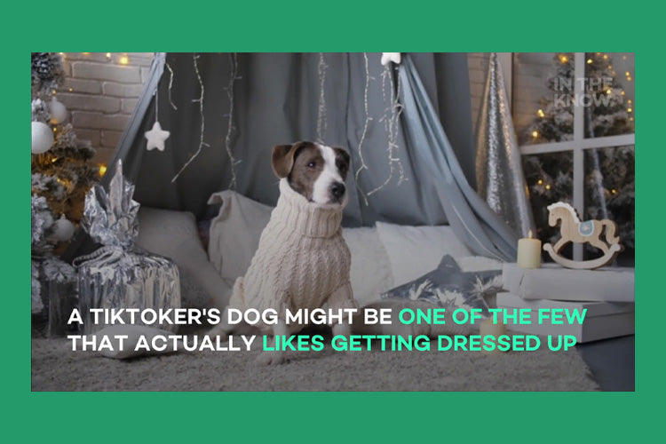 TikTok Dog Loves To Dress Up