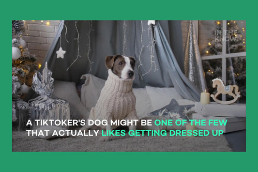 TikTok Dog Loves To Dress Up