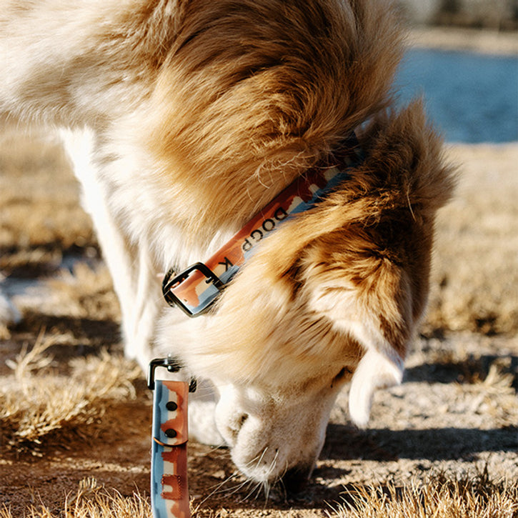 Weatherproof Dog Collars