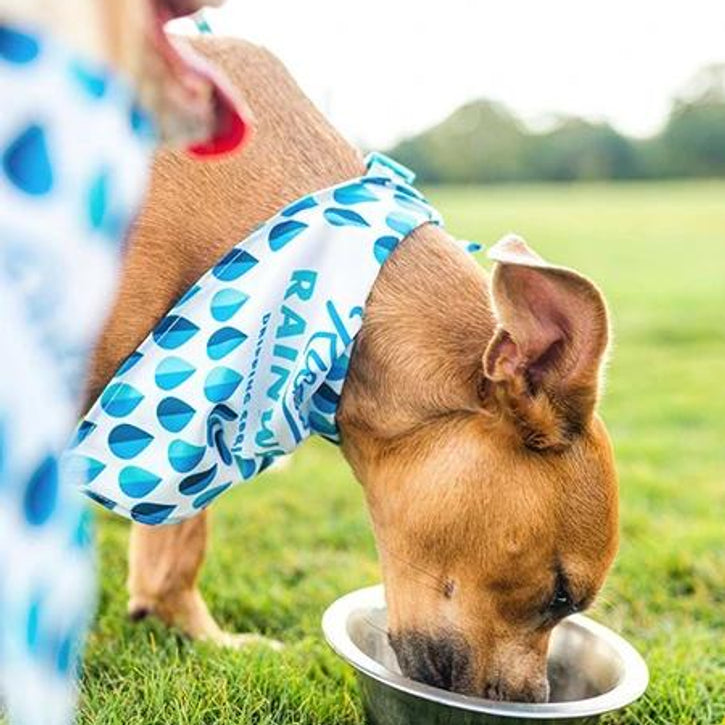 The K9 Kerchief: Customizable Branded Dog Bandanas