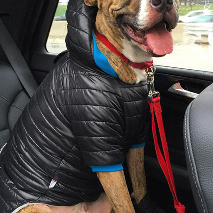 Bark in the Parka: Customizable Dog Winter Coats