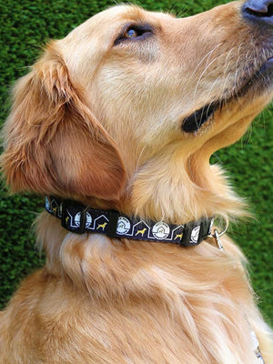 The Customizable Nylon Dog Collars