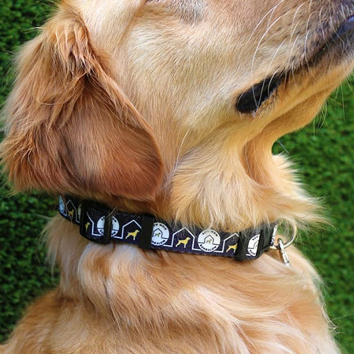The Customizable Nylon Dog Collars
