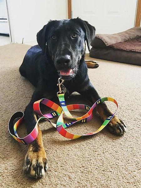 rainbow color dog collar leash