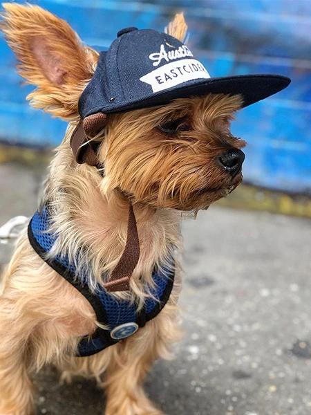 baseball dog hat
