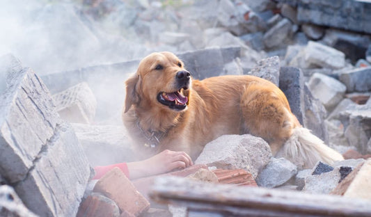 NY Exhibit Pays Tribute to 9/11 Search & Rescue Dogs