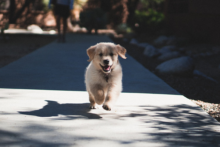 First Doggie Day Out: 4 Items Every Pet Owner Should Bring Along