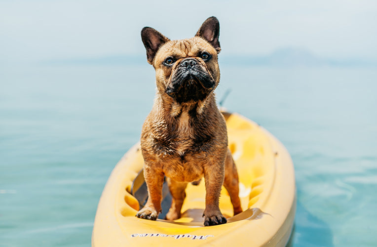 5 Pet Safety Tips to Remember This Summer Break