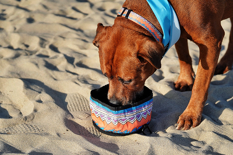 Dining with Your Dog: 6 Things to Remember When Going to a Restaurant