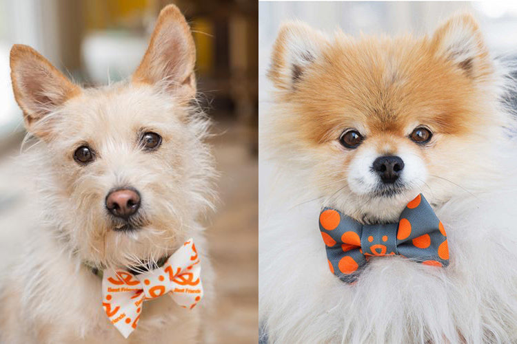 Inspiring Others with Your Brand: How Dog Bow Ties Helped Shelter Dogs Find Forever Homes