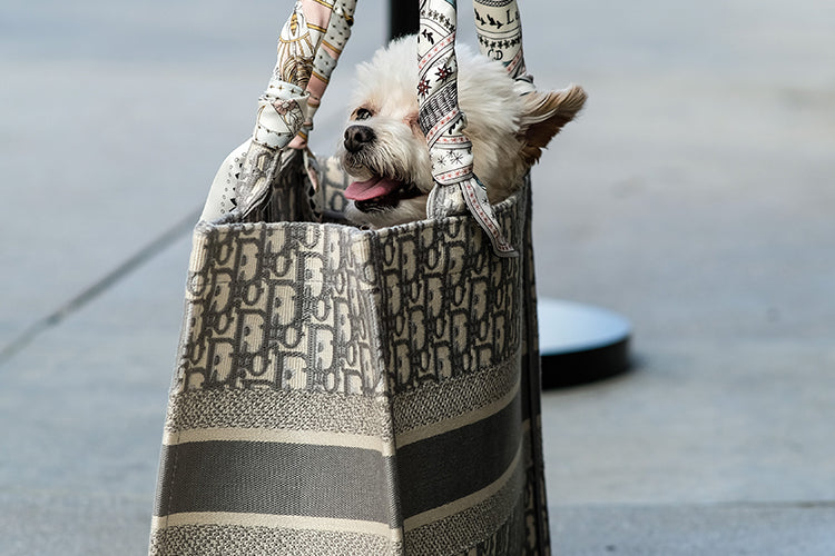 5 Benefits of Traveling with a Puppy Purse