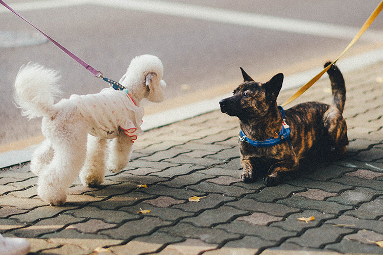 4 Must-Have Items for a Fun and Safe Walk with Your Dog