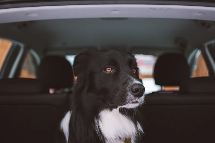 How To Road-Trip Safely With Your Dog