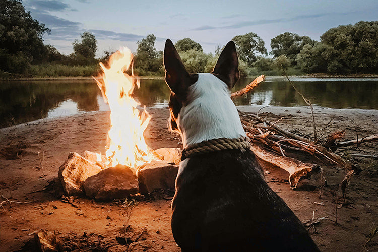 4 Beginner-friendly Tips for Camping with Your Pup