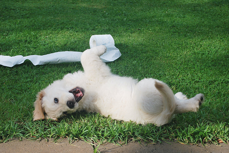 5 Reasons Why Your Pup Delays Pooping