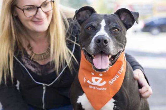 Thriving Doggie Daycares Cater To Pandemic Pet Owners