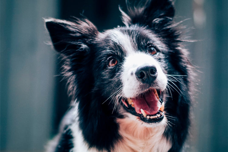 Dogs Can Exhibit Human-like ADHD Symptoms