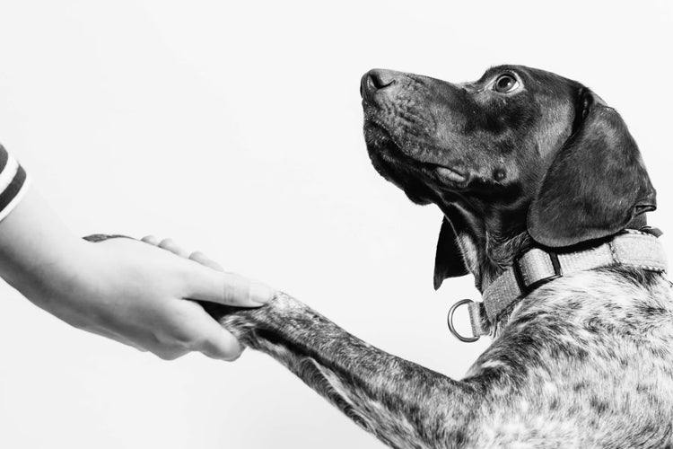 Life Experience and Environment Affect Dogs’ Communication Styles With Humans