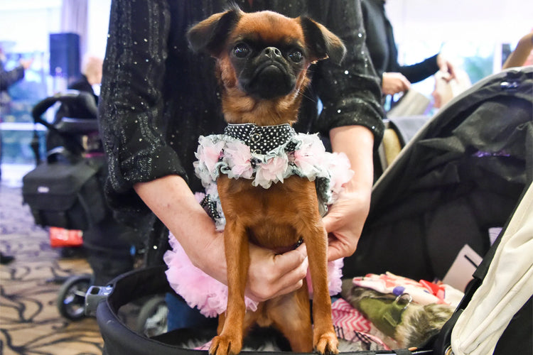 Canines In Couture Strut Their Stuff In Florida