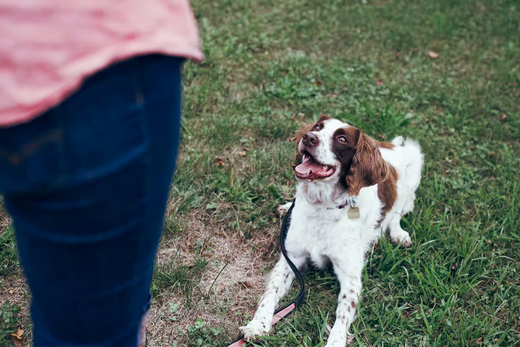 5 Tips For Starting A Dog Training Business
