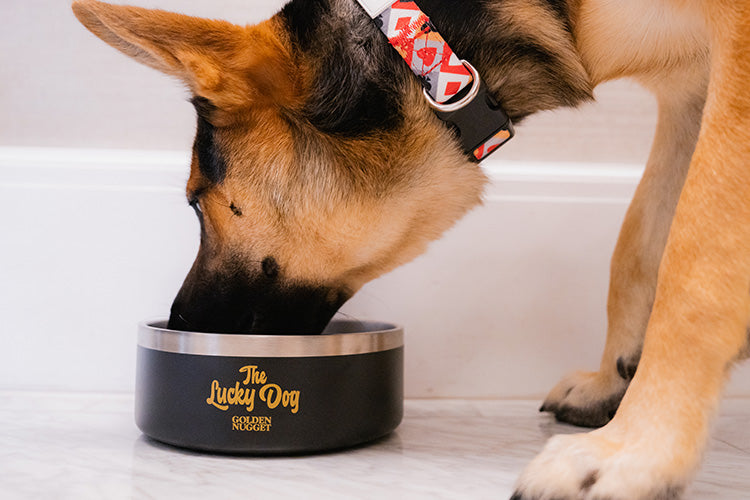 How to Keep Your Pregnant Dog Comfortable