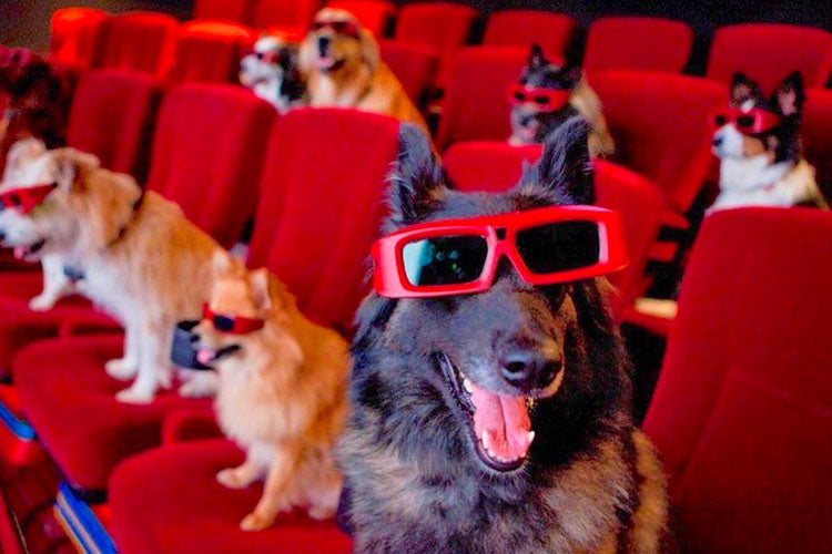 Canine Companions In Movie Theaters