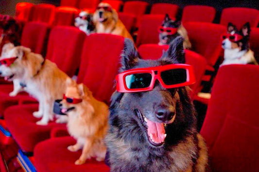 Canine Companions In Movie Theaters